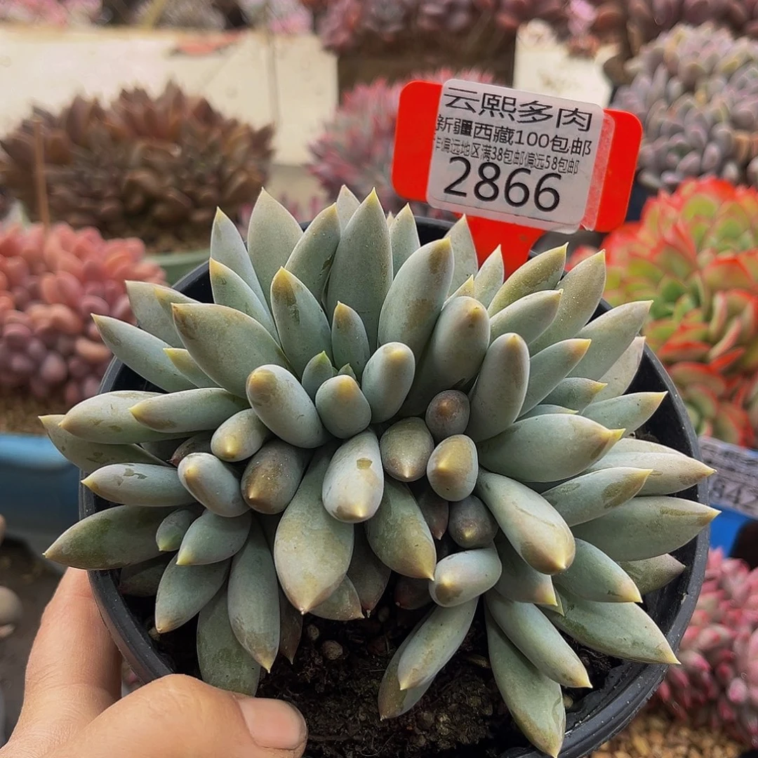 2866哥特萝莉多肉植物