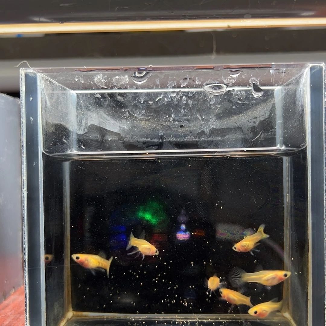 孔雀鱼黄蕾丝玻璃猫8条