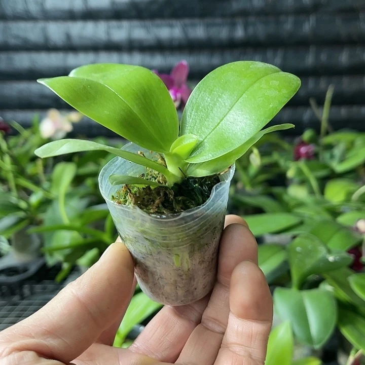 当前无花栽培后可以开花印地狗1.7