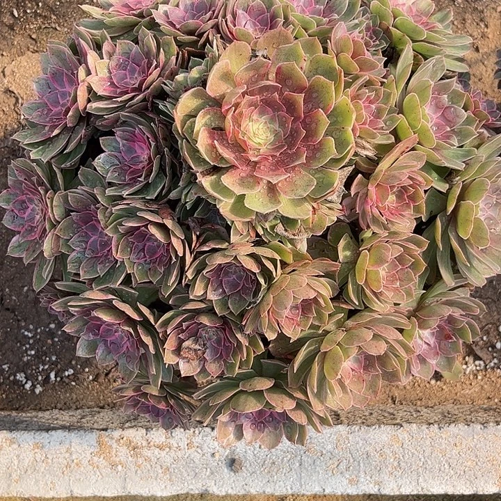 多肉植物莲花座…………