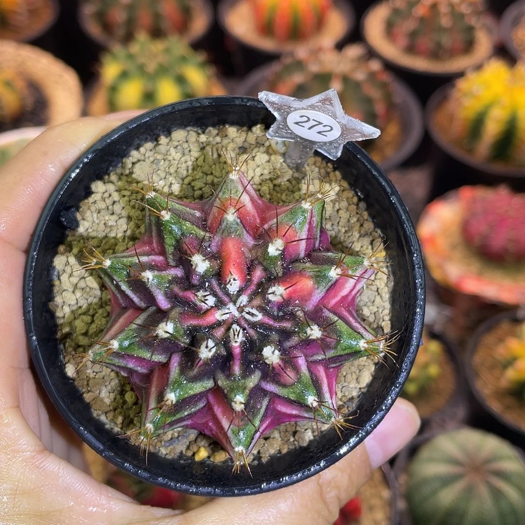 1-272米哈锦5.4厘米