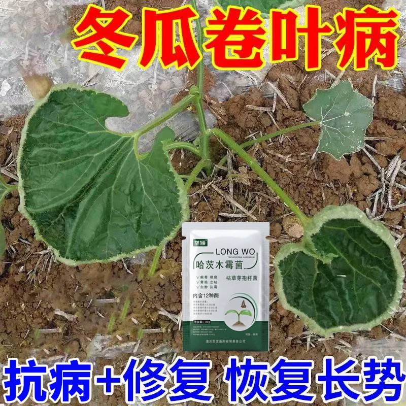 冬瓜卷叶病肥料冬瓜叶面病害专用肥料急救冬瓜死苗烂颗冬瓜叶面肥