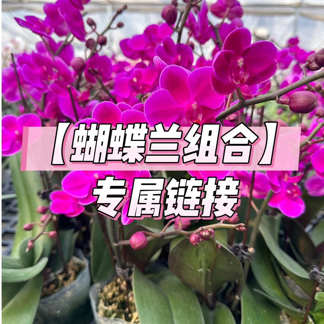 【蝴蝶兰组合】看名称下单 福利款微瑕不售后 介意勿拍！