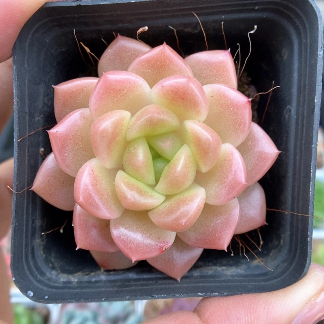 油透珍妮451号。