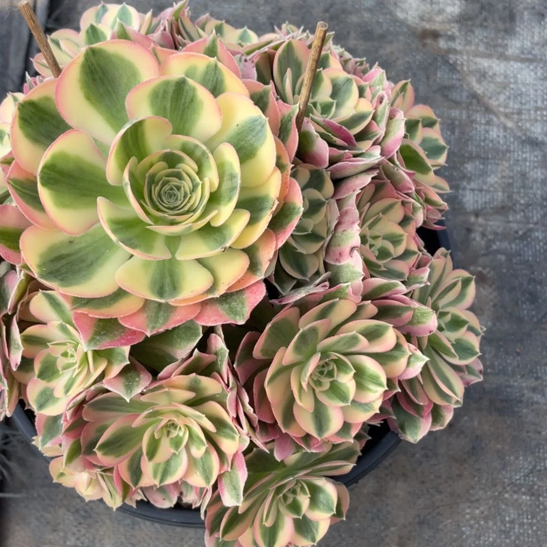 紫砂茶杯2507分方法个哥哥哥哥