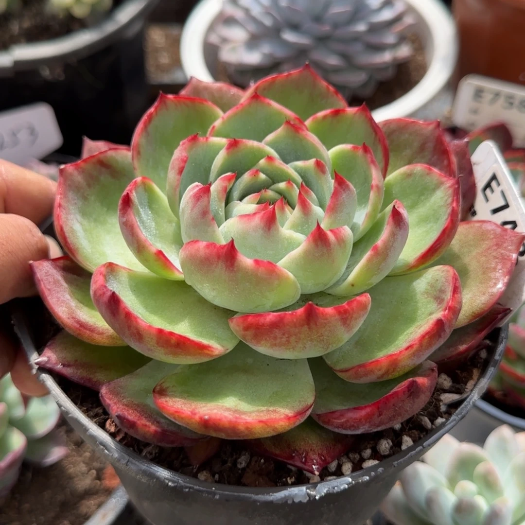 惊鸿一物一拍包装收缩花旱743