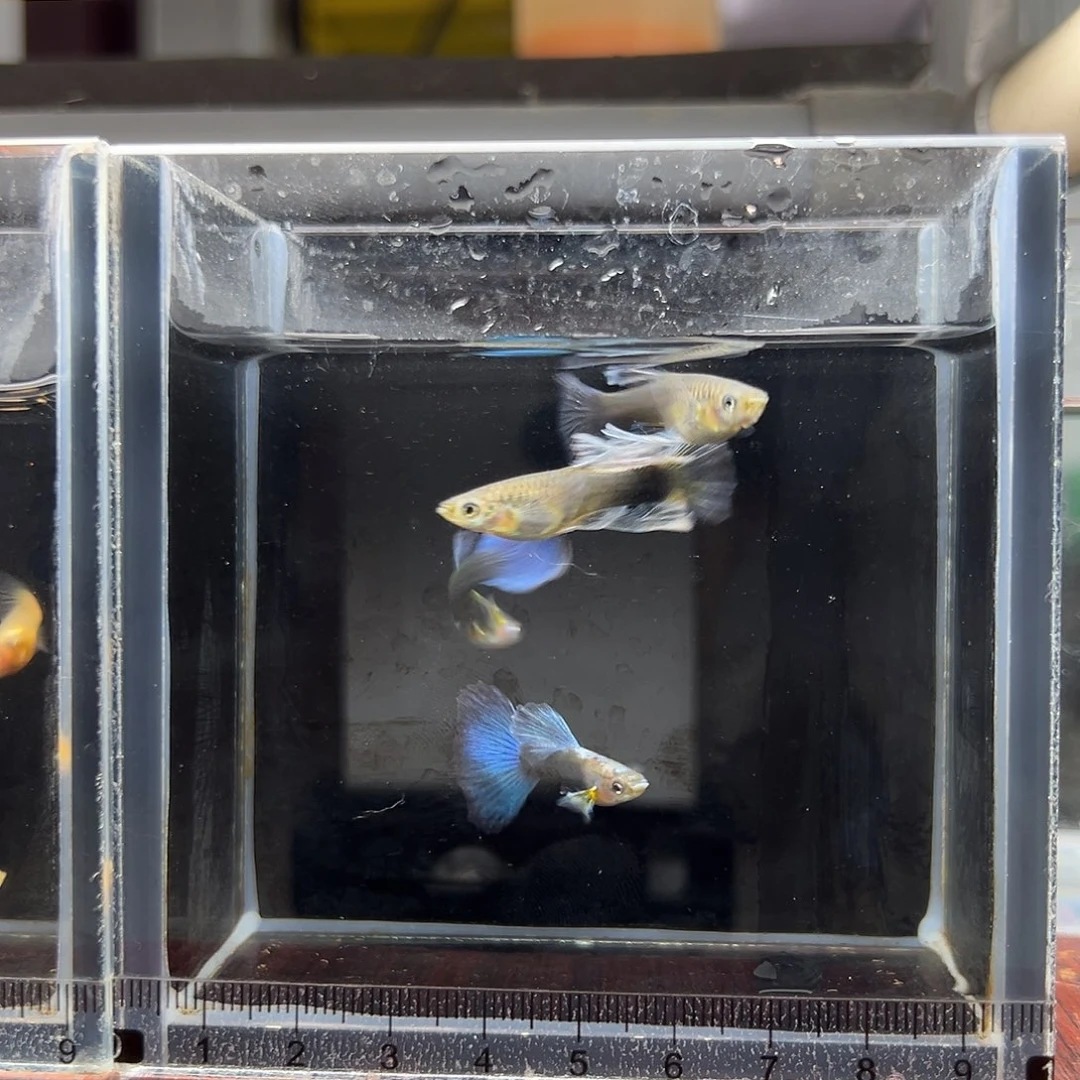 孔雀鱼蓝礼服绣球大c两对