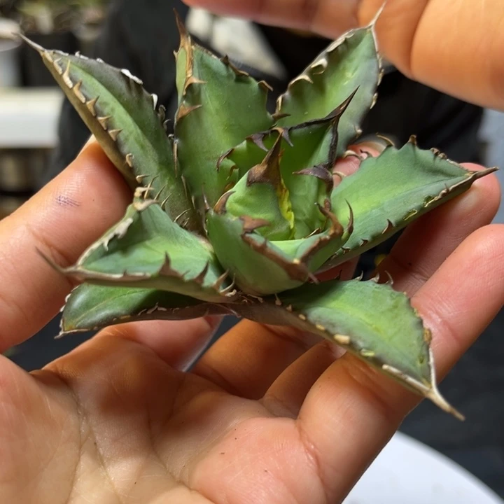 姬仁顶芽一颗15.8