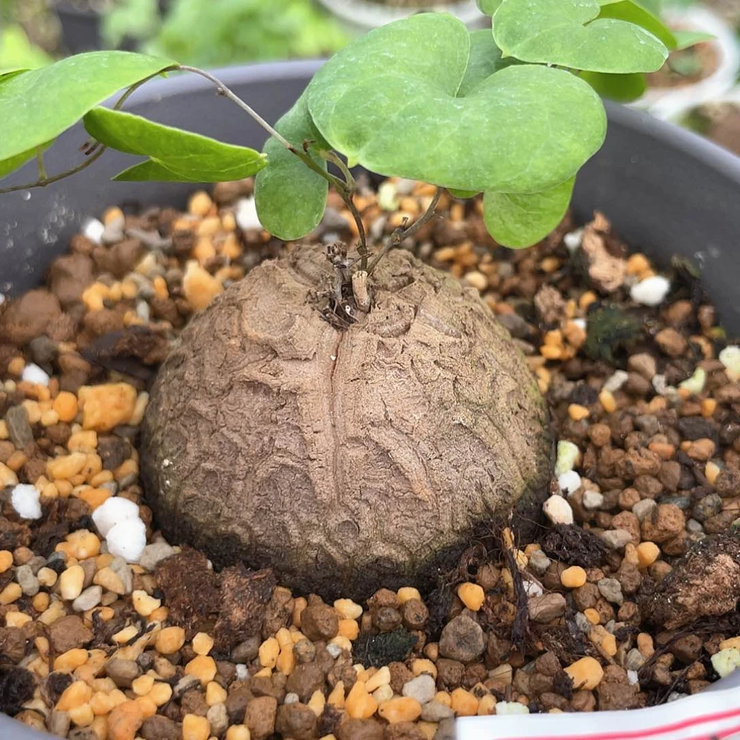 龟甲龙一物一拍559号4.8cm