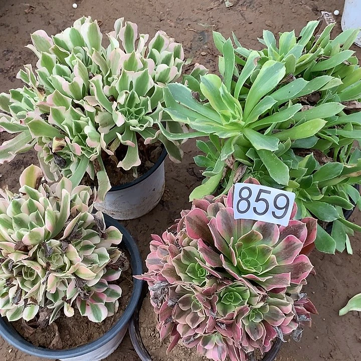 无花朵859四颗多肉植物组合