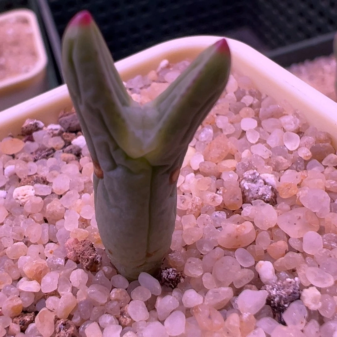 164号皮卡丘尖耳绒质