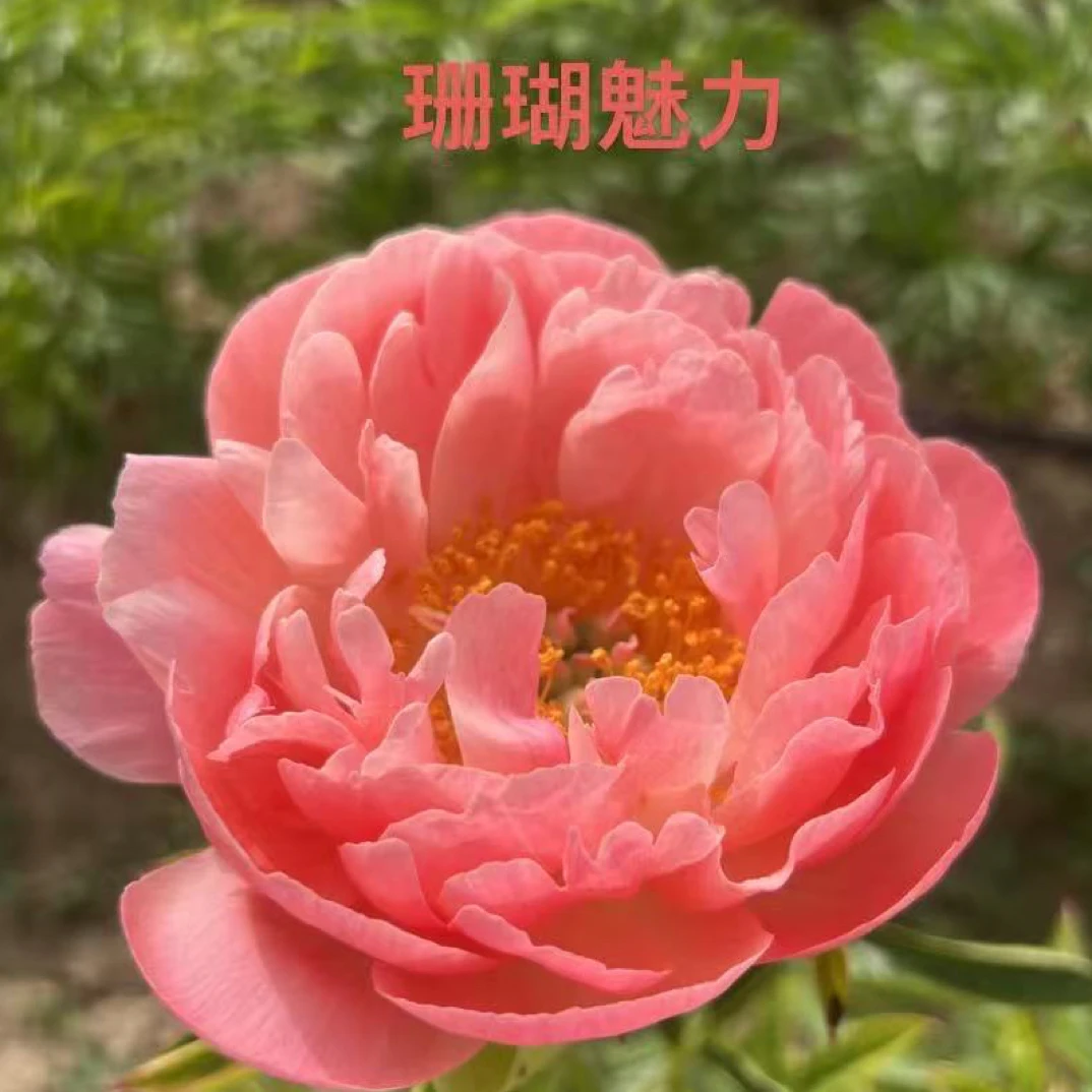 花卉进口芍药花：珊瑚魅力