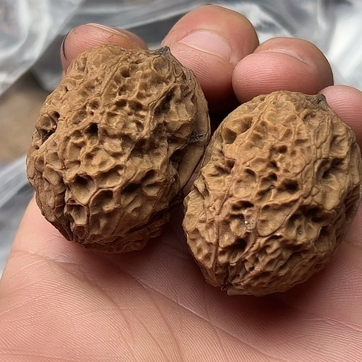 核桃3号图腾金蟾38尺