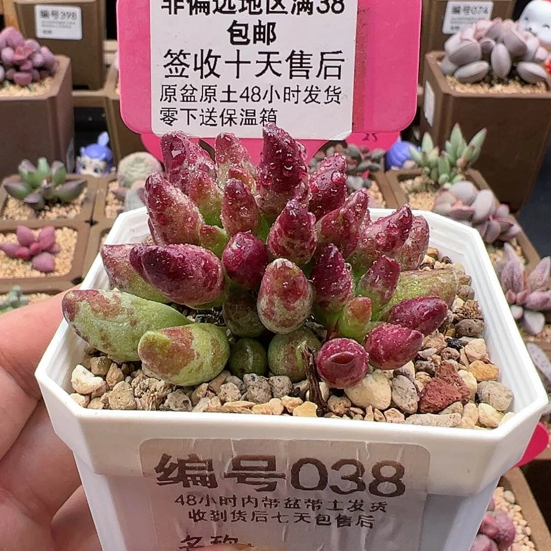 038鼓锤多肉植物