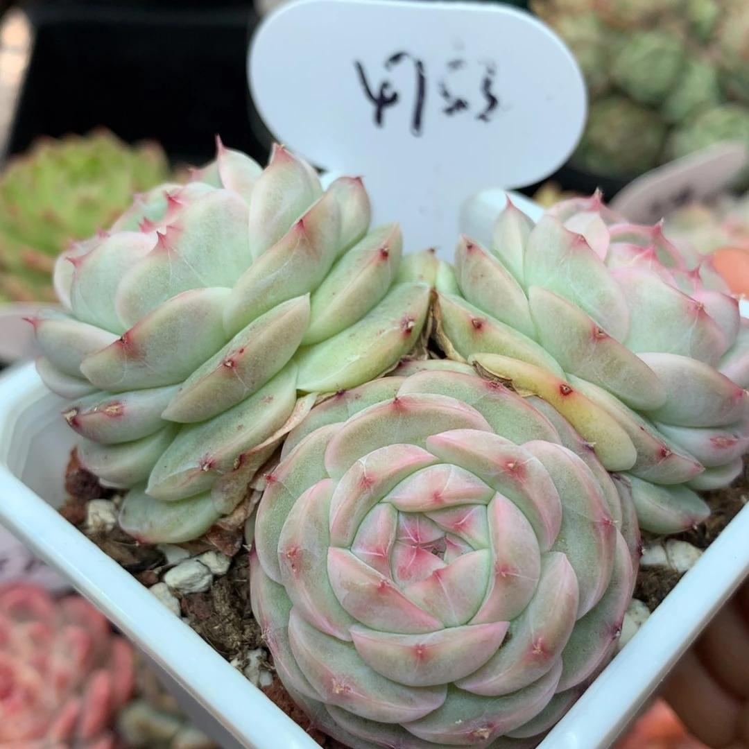 白芷珍妮母本群4753