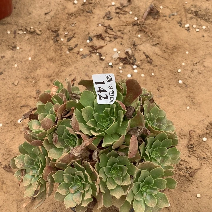 142柠檬玫瑰不包断枝1