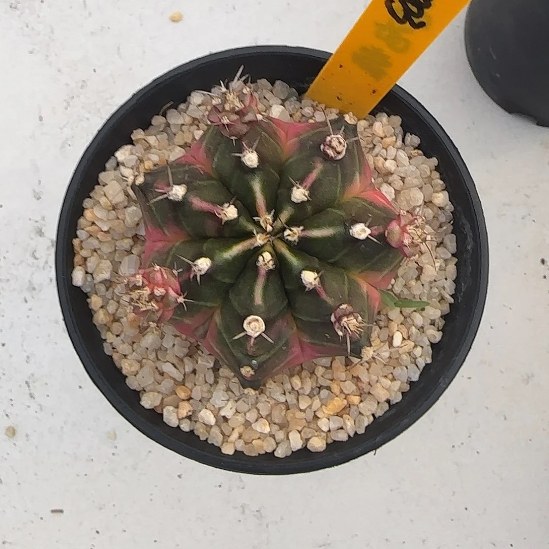 N44-1228泰国米哈泡泡糖