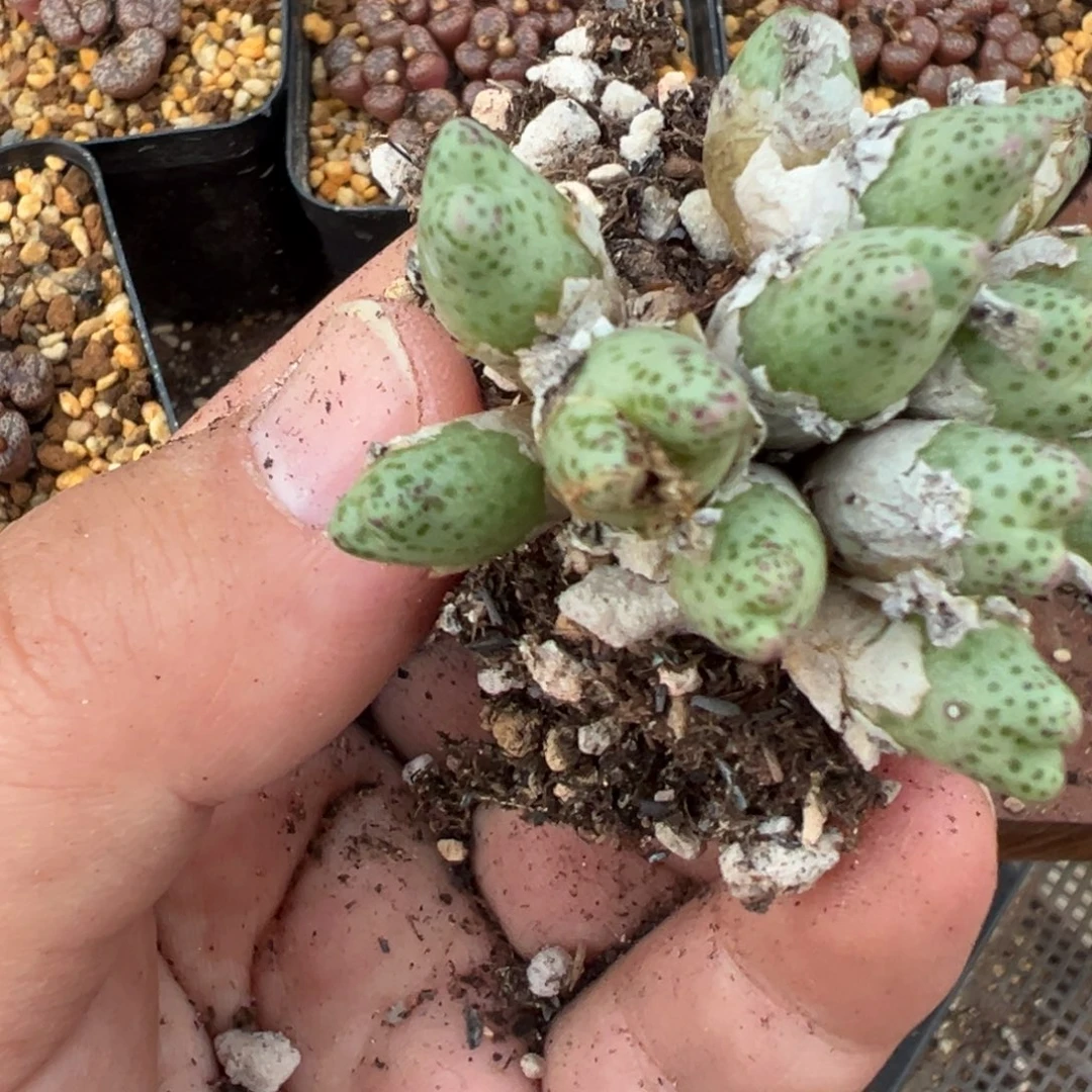 佛***怀26-89肉锥多肉植物，