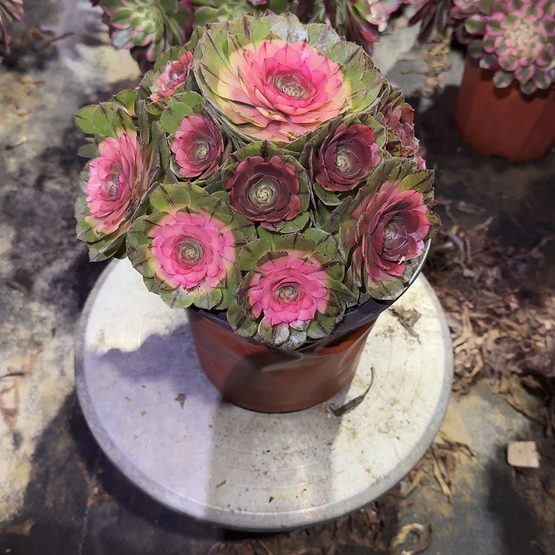 多肉植物万拉丝药锦713