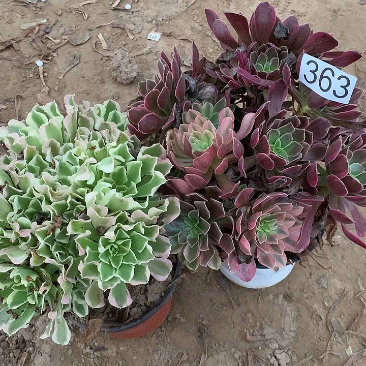无花朵363白凤➕金丝缺多肉植物