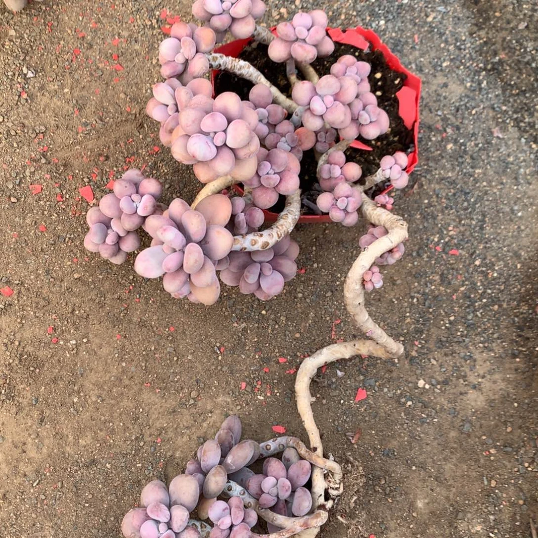 桃蛋老桩不带盆31号