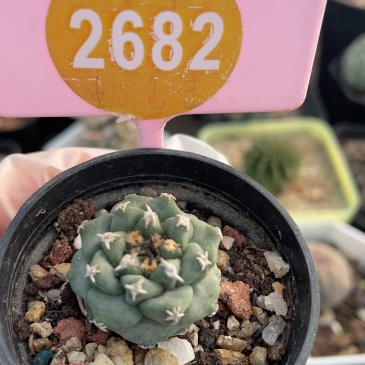 实生赤花娇丽26820000000