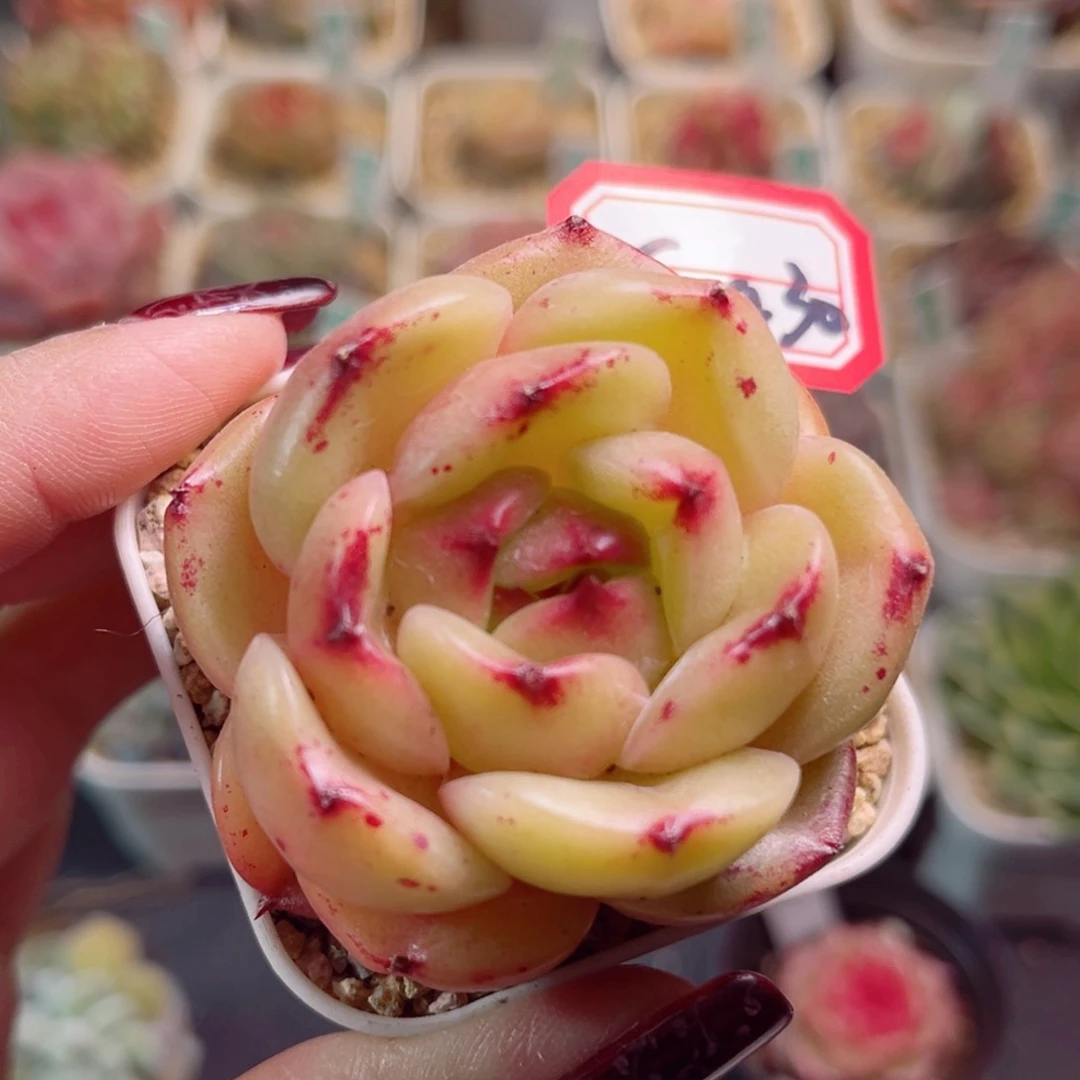 G430一物一拍 早安