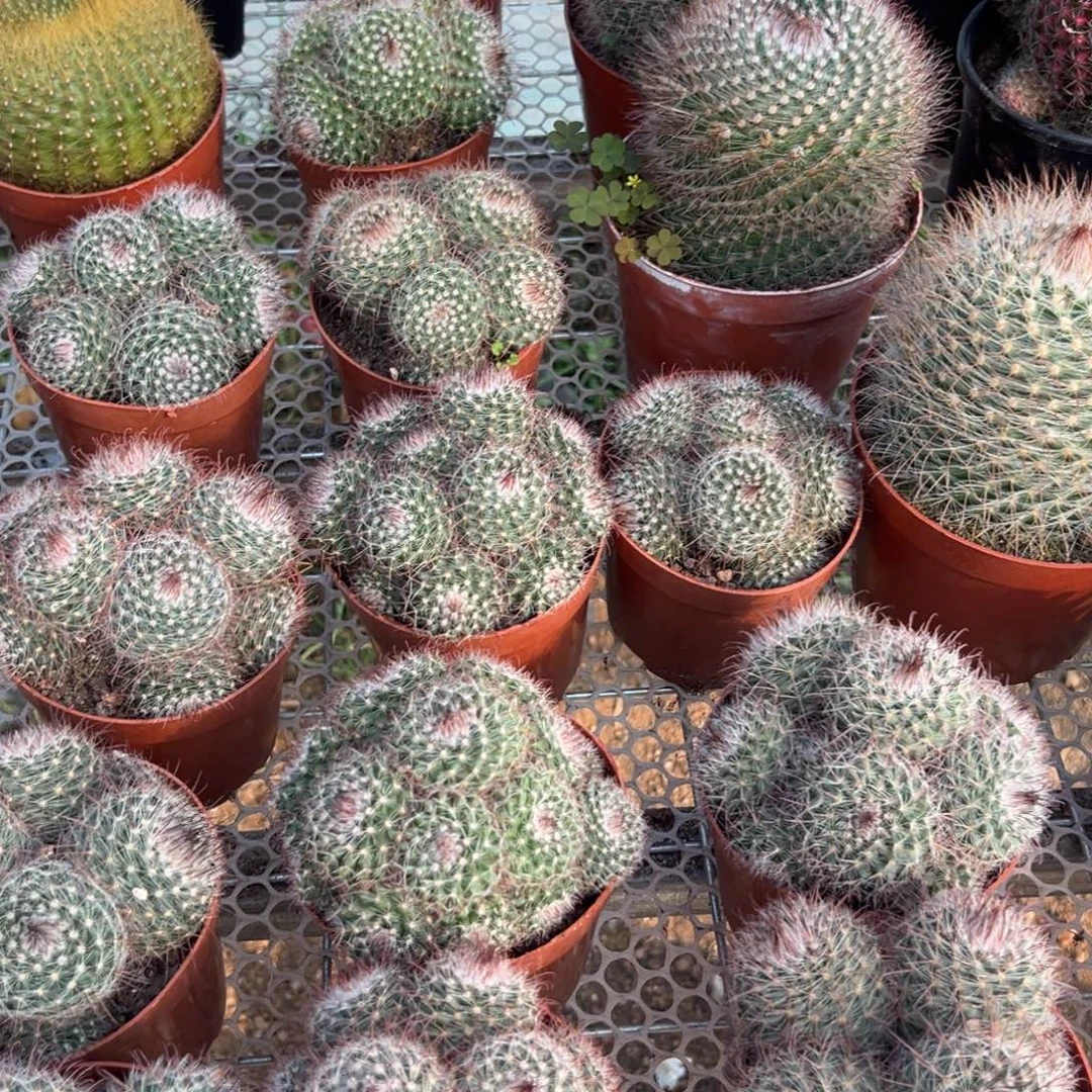 绯秀玉随机一颗。