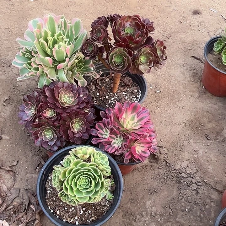 626多肉植物组合，