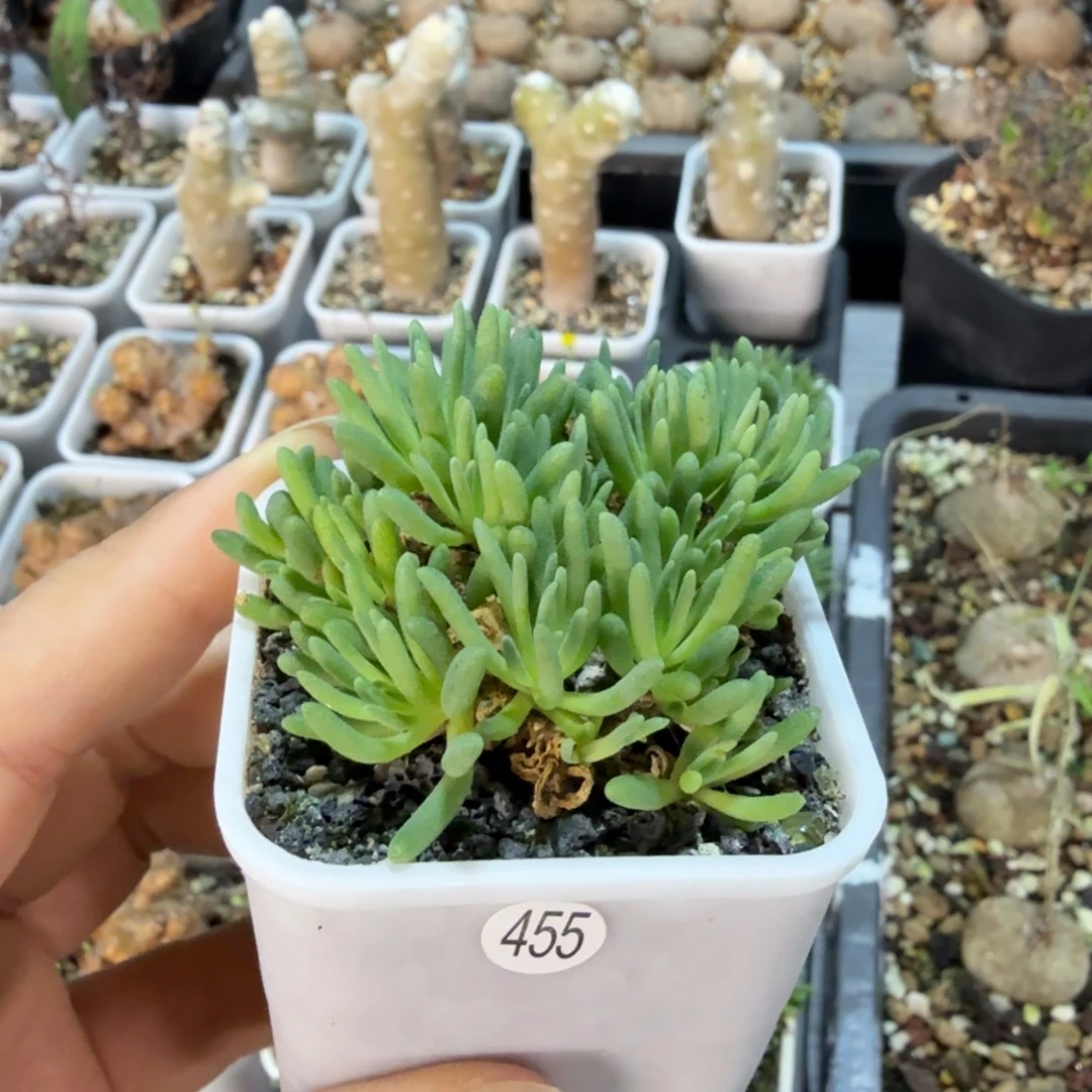 是***吖晶珊瑚老桩455仙人掌