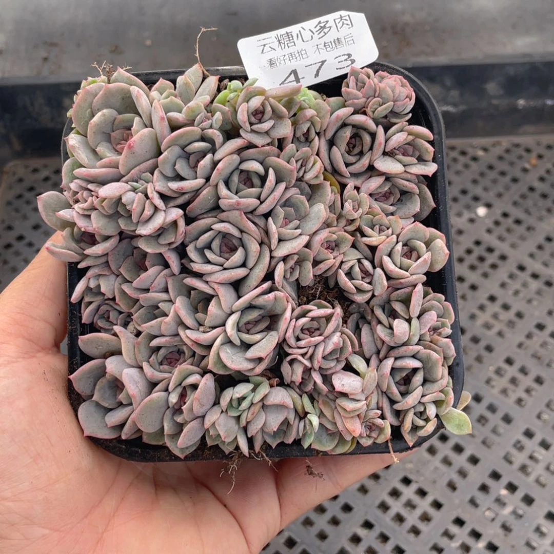 云糖心多肉植物473
