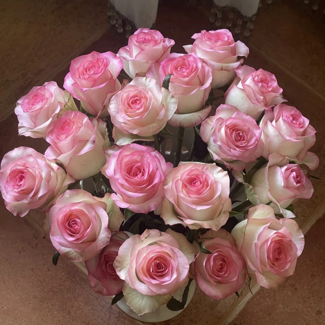 艾莎【3加仑】月季花丛生盆栽花卉庭院耐晒耐寒发货快