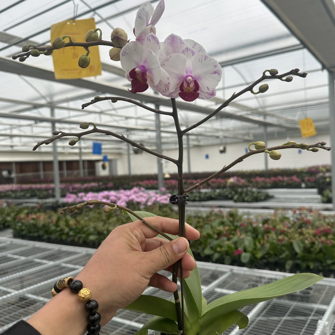 渟叙【小白甜】3.0寸带花带花苞发货花卉阳台植物无售后