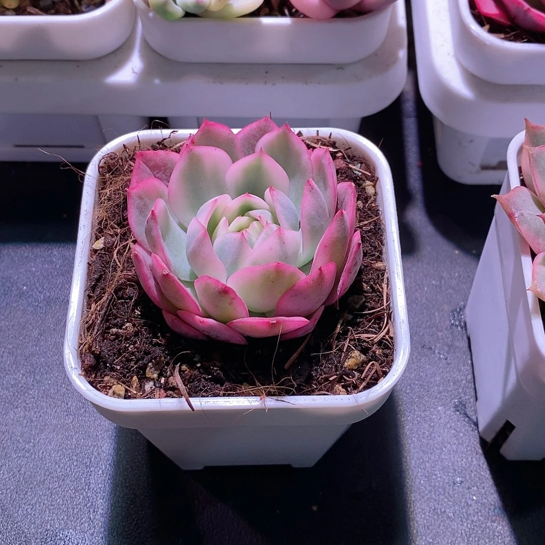 粉水晶锦多肉多肉植物