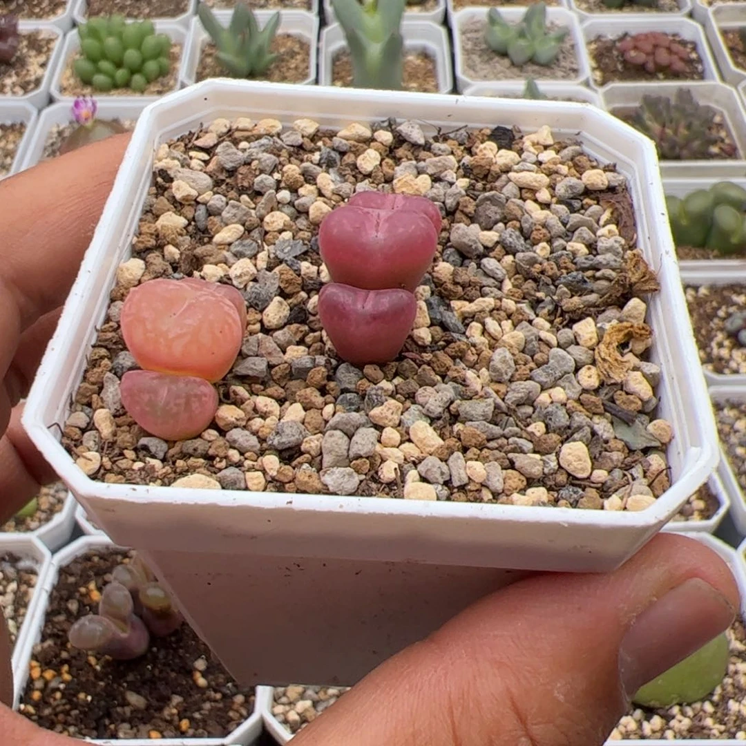 少***s9.27福利多肉植物组合36