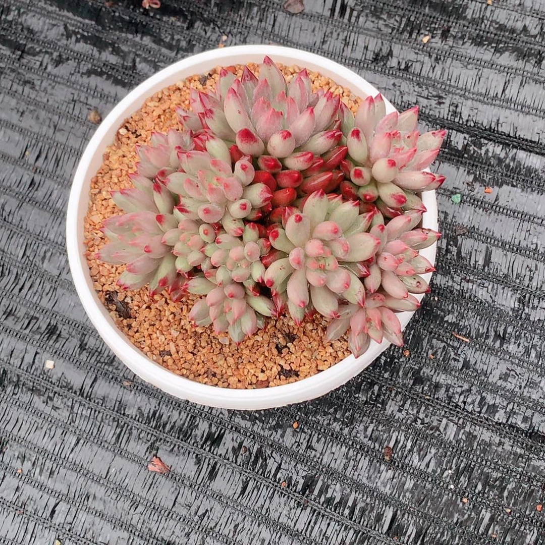 多肉植物多肉植物