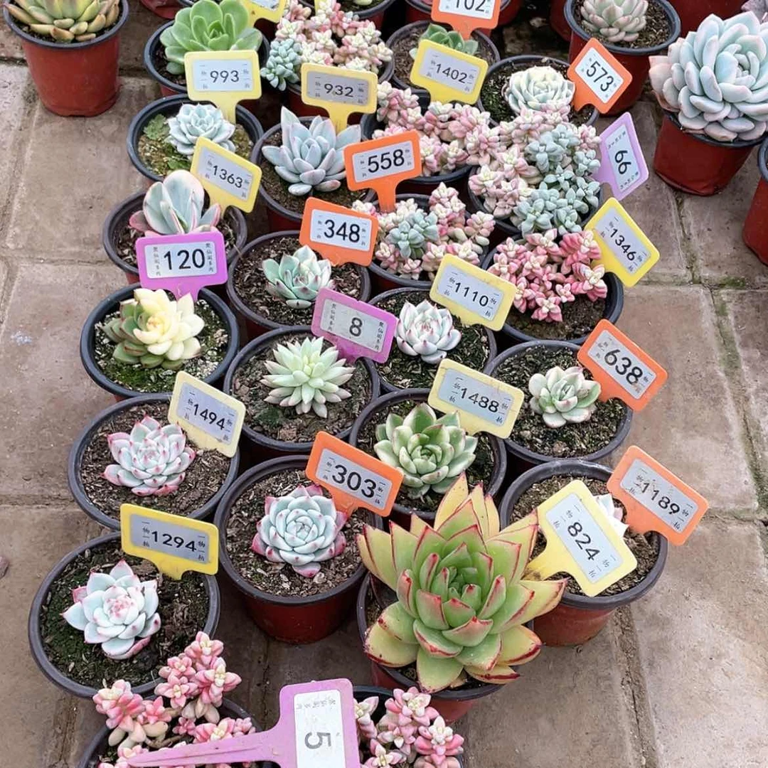 【闪购商品】繁**锦5号两颗一组