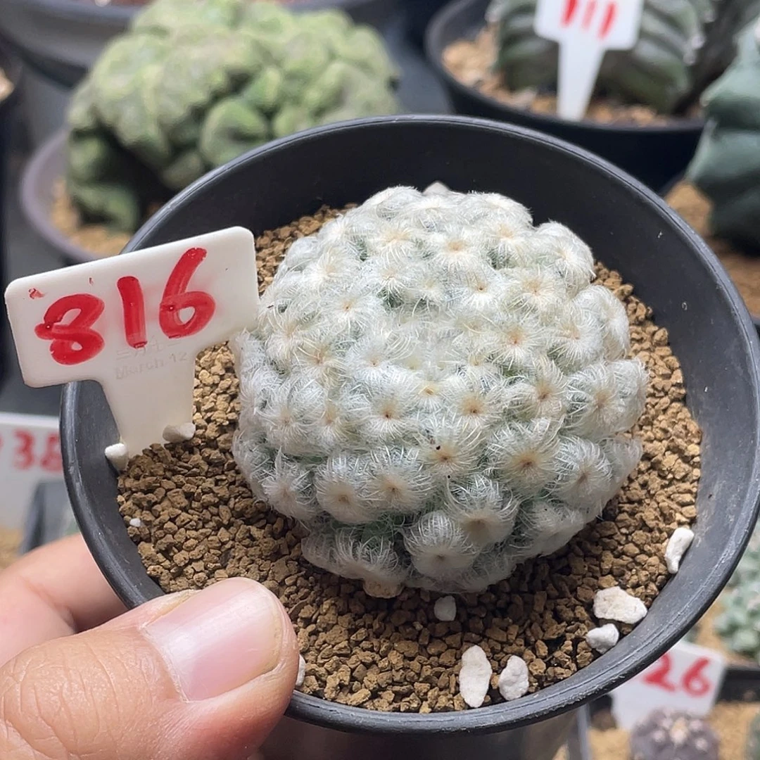 咔***咔粉丝专拍仙人球多肉40