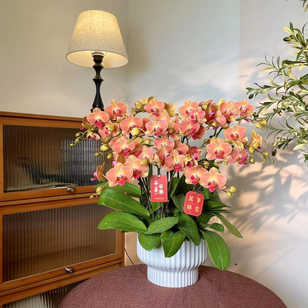 【黄香梨蝴蝶兰】轻奢 中式 禅意 绿植盆栽 送礼装饰 年宵花