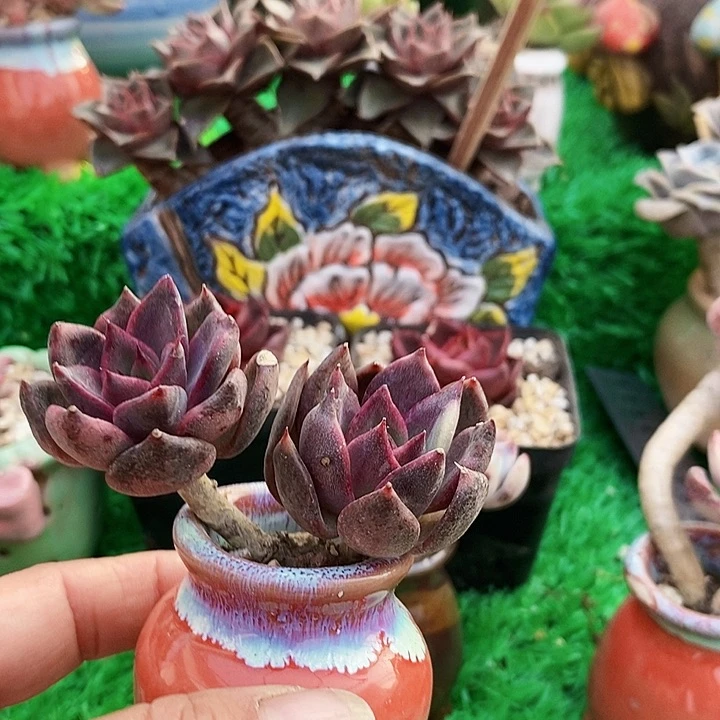 用****2黑水晶带盆土多肉