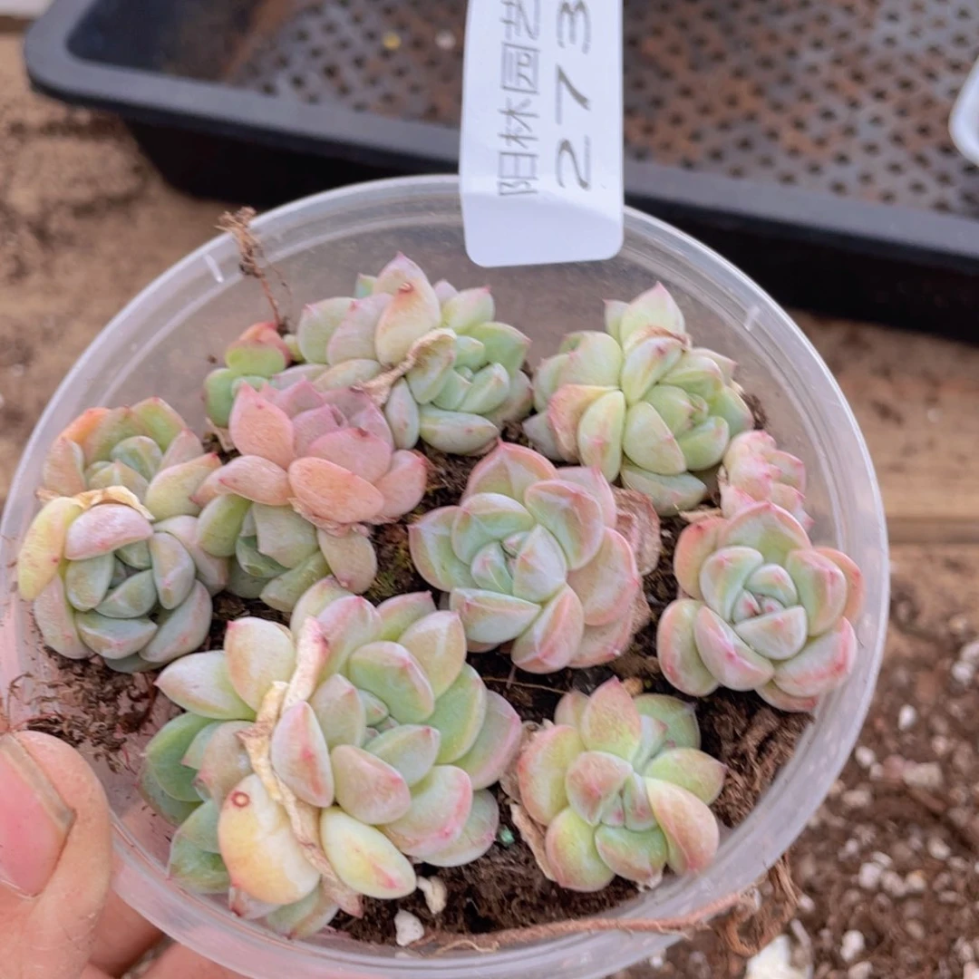 多肉植物多肉植物273