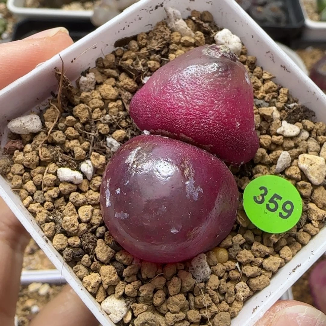 双头灯泡多肉带盆359