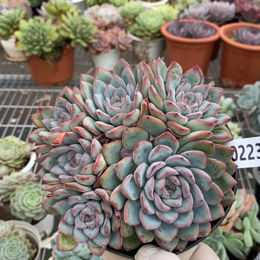 2237荷花一物一拍