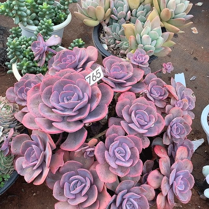 765尘埃玫瑰一物一拍多肉