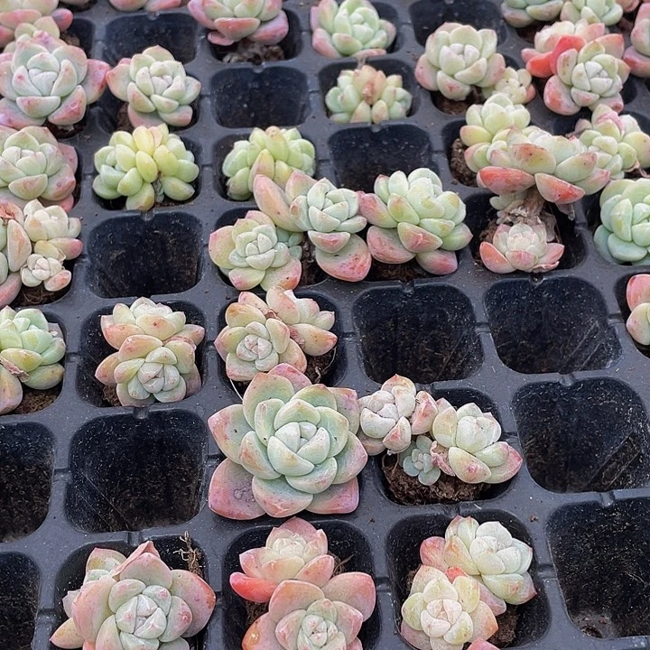 小冰玉1元带土发货