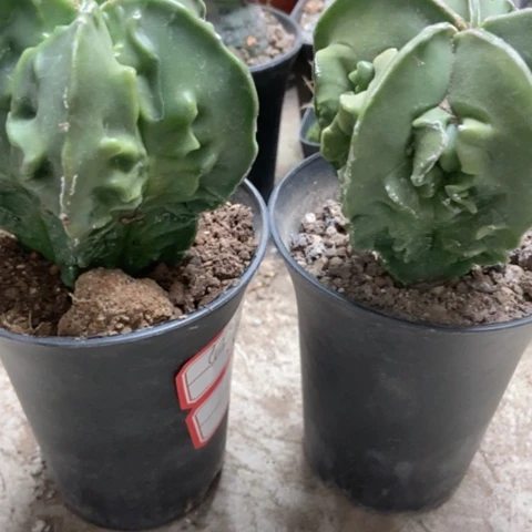 核桃两盆35米仙人球