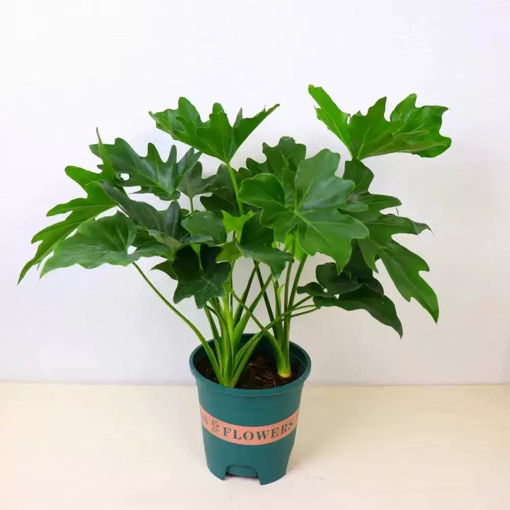 龙鳞春羽植物盆栽室内办公桌客厅桌面春雨绿植春雨绿植盆栽室内