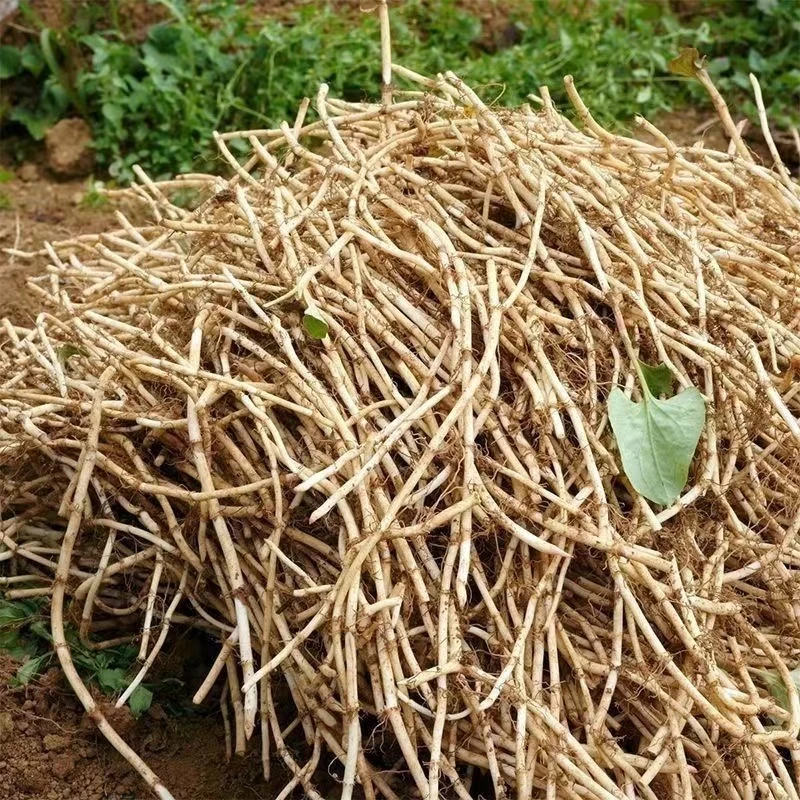 新鲜鱼腥草新鲜嫩根折耳根湖北节耳根四川贵州凉拌特产