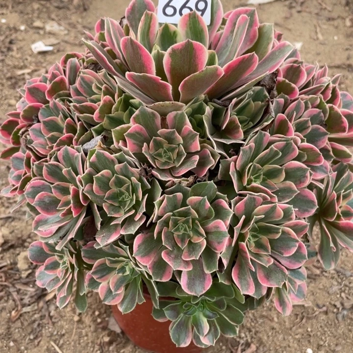 无花朵669多肉植物女妖