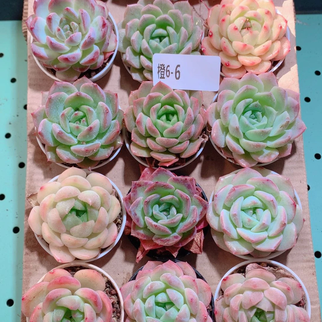 6-6一物一拍带盆18颗